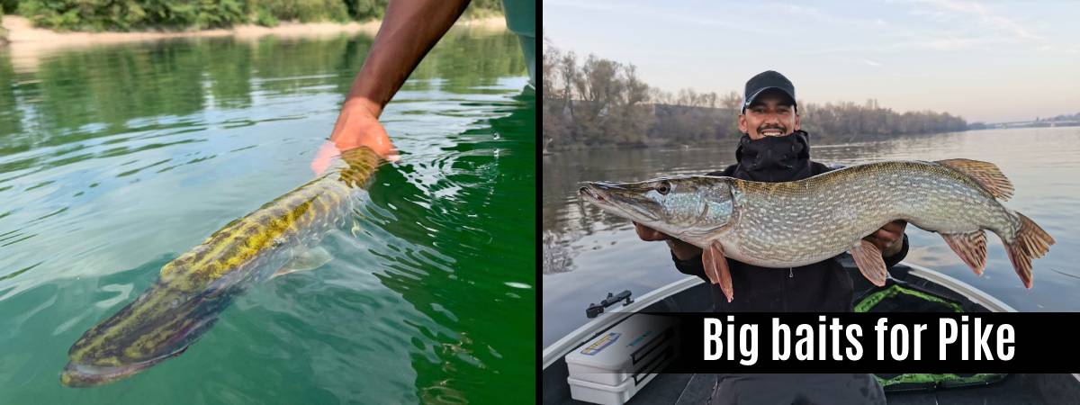 Big Bait for Pike - Pike fishing lake and river