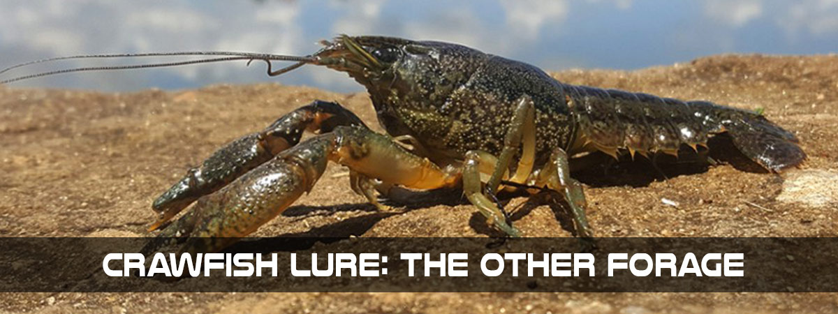 Crawfish lure ; the other forage - digit-fishing